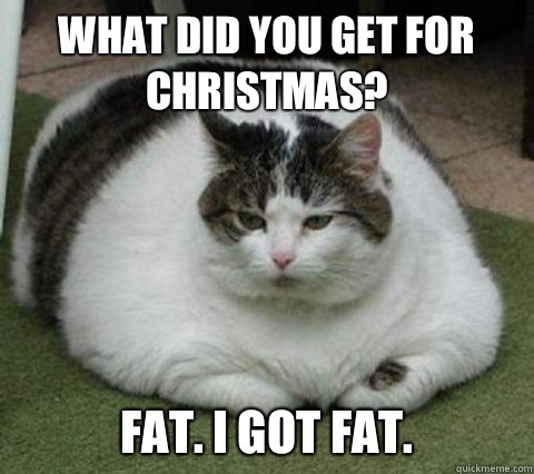 Image - fat cat