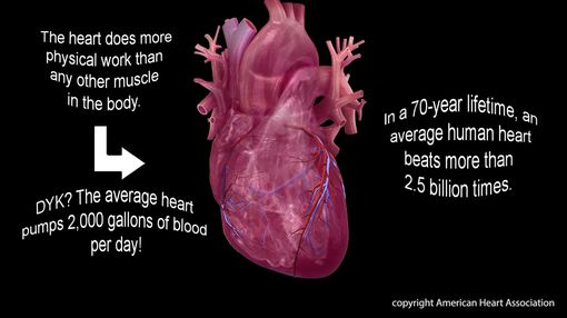 Heart Facts