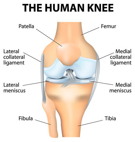 The human knee