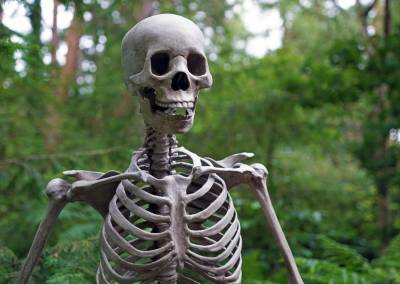 b2ap3_thumbnail_skeltal