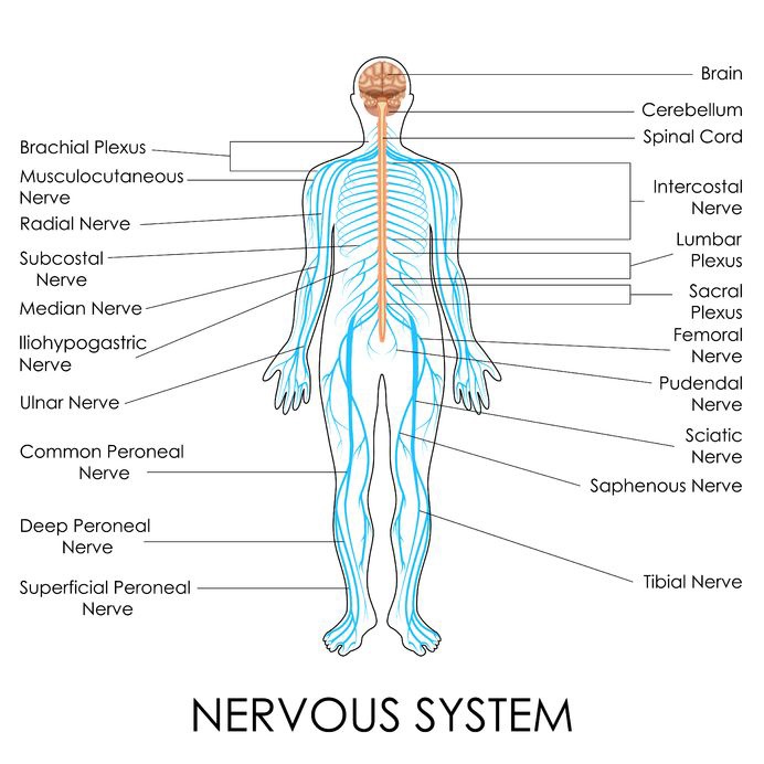 nervous_system27446790_M
